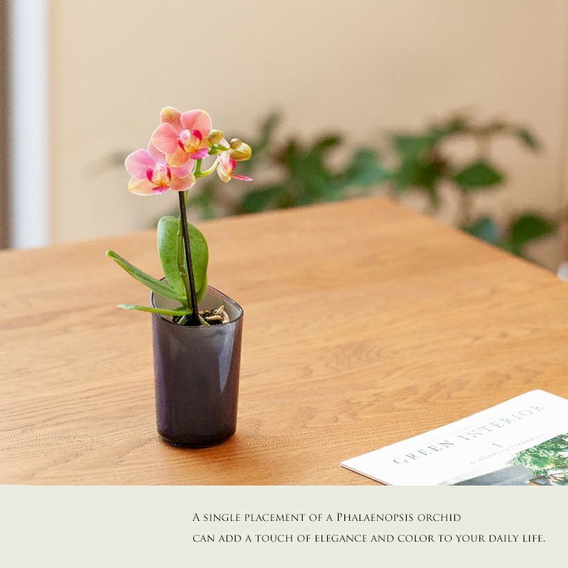 000000006553-01.jpg?size=l&w=