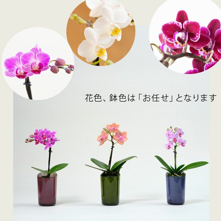 000000006553-08.jpg?size=l&w=