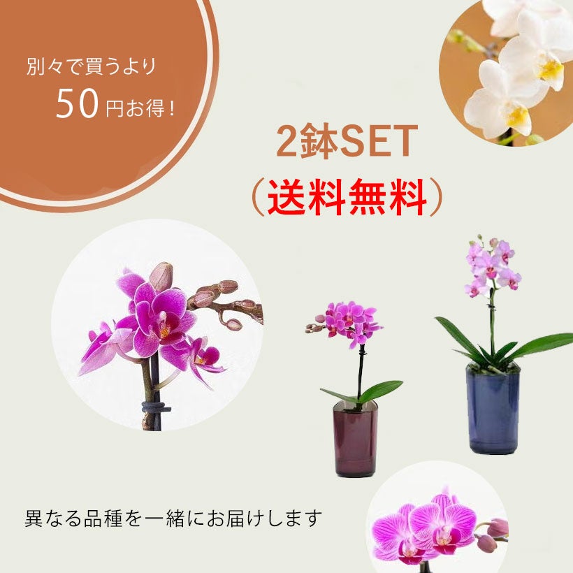 ミニ胡蝶蘭｜自宅で楽しむ小さいサイズ（育て方付き）e花屋さん