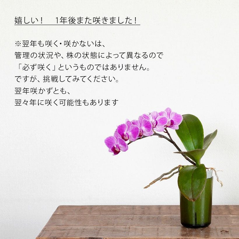 ミニ胡蝶蘭｜自宅で楽しむ小さいサイズ（育て方付き）e花屋さん