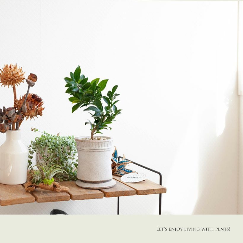 ガジュマルコンパクトを植え替えてお届け（セメントの植木鉢）