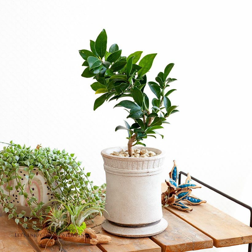 ガジュマルコンパクトを植え替えてお届け（セメントの植木鉢）