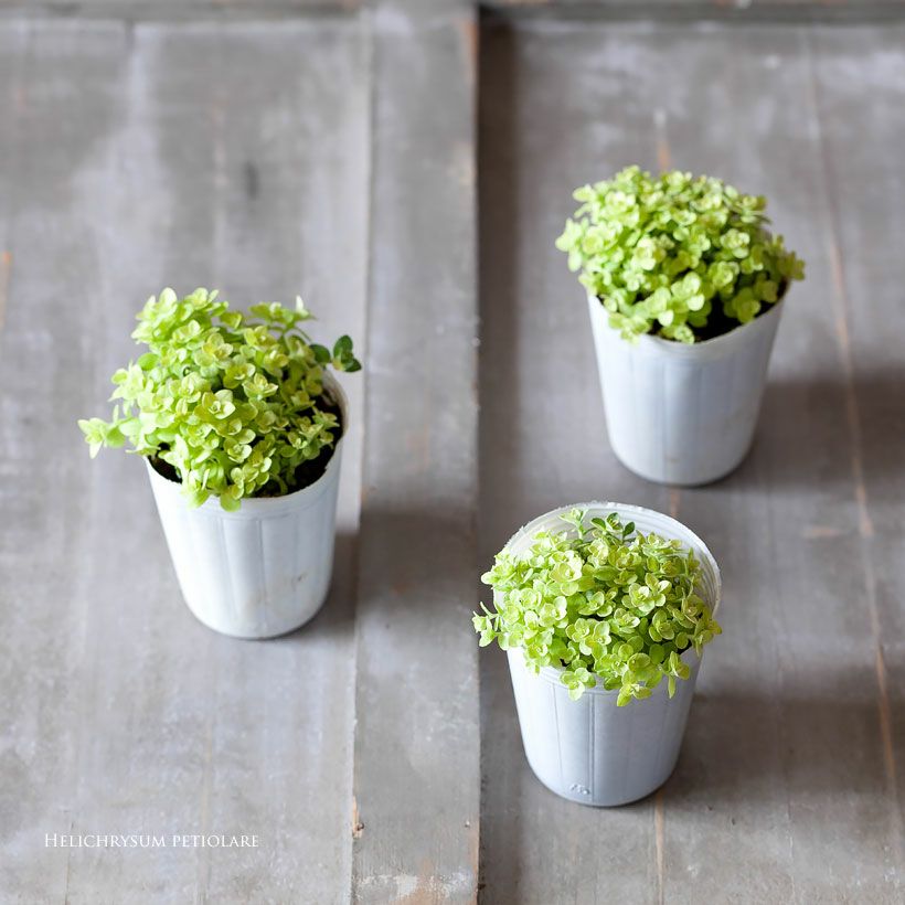 000000006565-03.jpg?size=l&w=