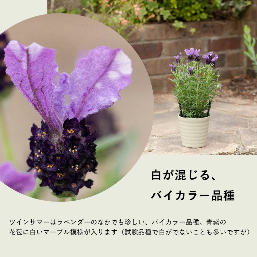 000000006575-02.jpg?size=l&w=