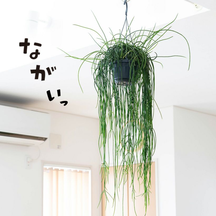 葉がとっても長いプニセオディスクス（リプサリス）