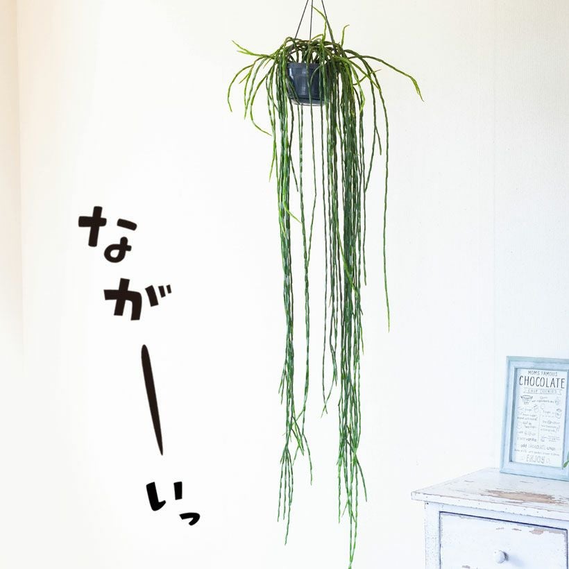 葉が長い！ロング！リプサリス・パラドクサ（タマヤナギ）
