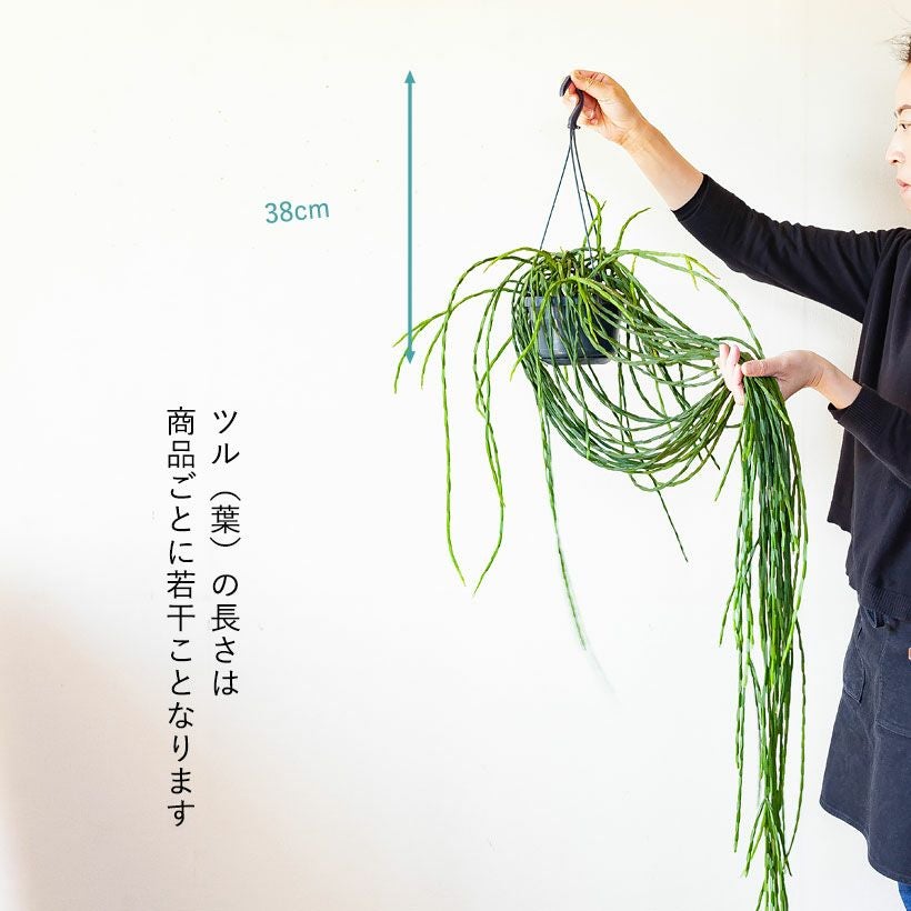 【再入荷】リプサリス・パラドクサ まるで森の空気を纏うように。ロング calm 葉が長い！ロング！リプサリス・パラドクサ（タマヤナギ）