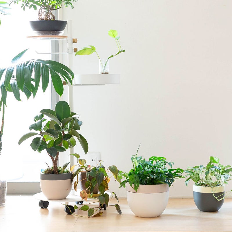 マドカズラを北欧鉢に入れた写真