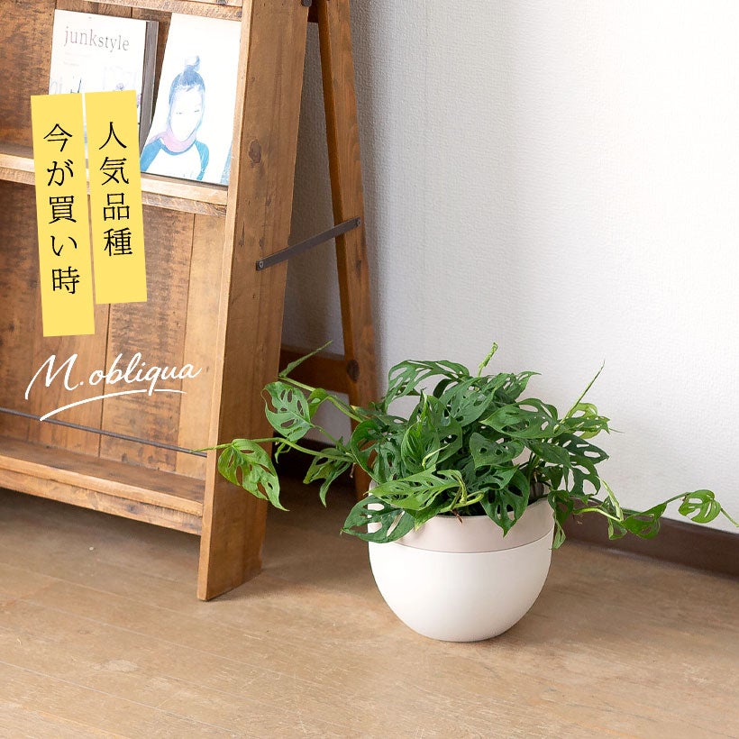 モンステラ・オブリクア「エクスピラータ」ツル性のマドカズラ