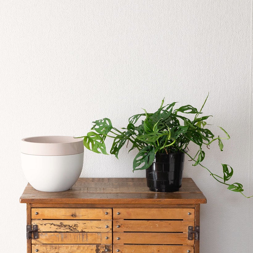 モンステラ・オブリクア「エクスピラータ」ツル性のマドカズラ