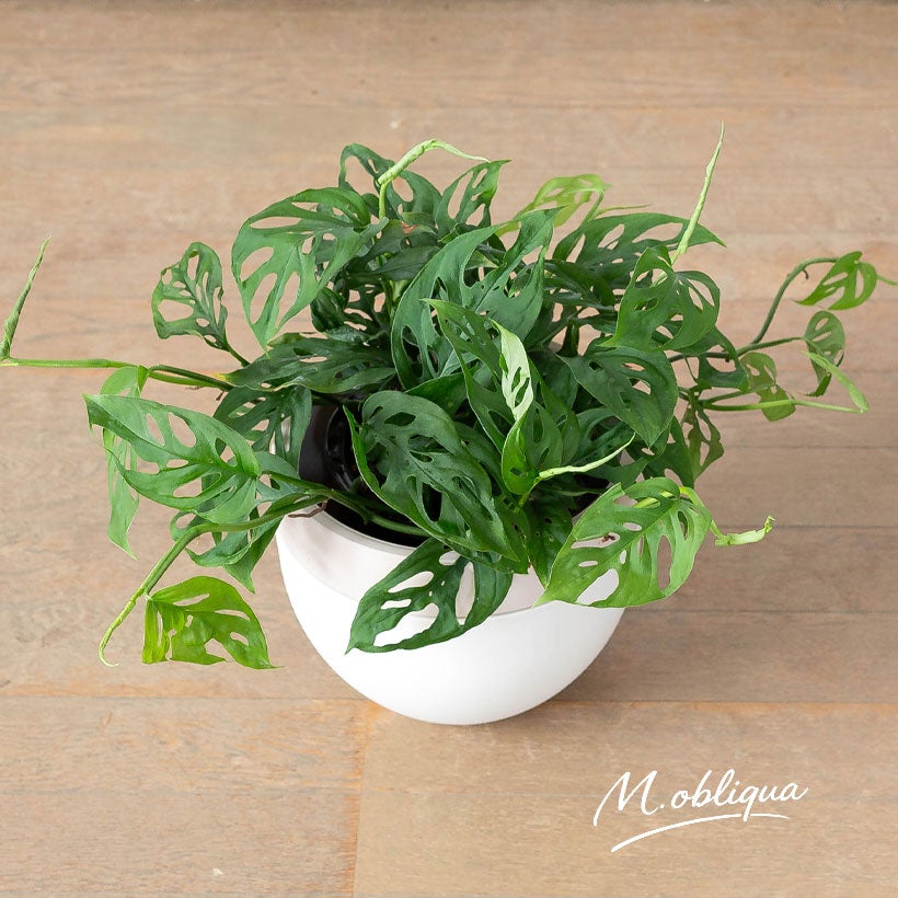 モンステラsppの葉