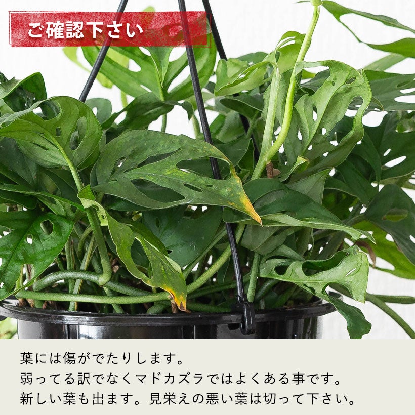 モンステラ・オブリクア「エクスピラータ」ツル性のマドカズラ