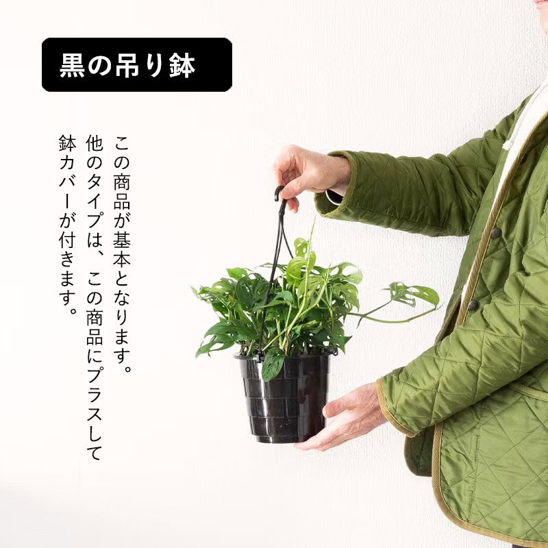 モンステラ・オブリクア「エクスピラータ」ツル性のマドカズラ