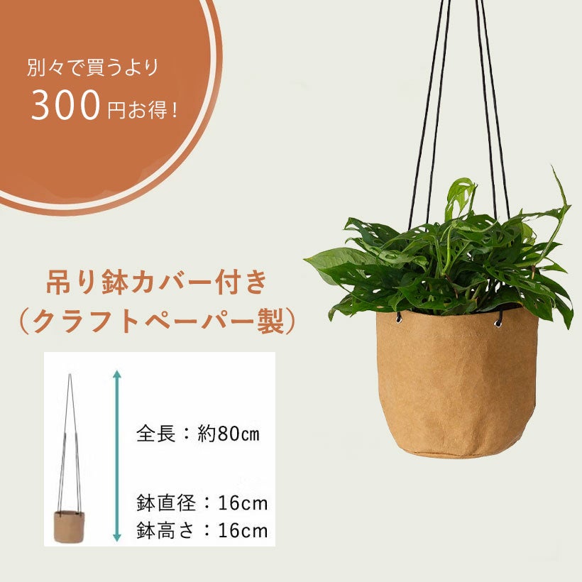 モンステラ・オブリクア「エクスピラータ」ツル性のマドカズラ