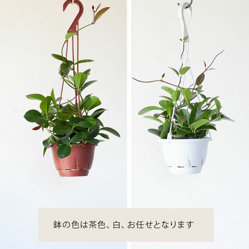 ホヤ・オーストラリス（アウストラリス）育て方付き｜e-花屋さん