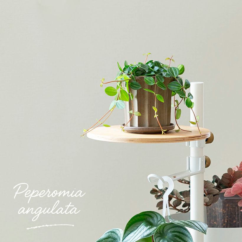 ミニ観葉植物（黒鉢）おしゃれ樹脂POT！店長おすすめ！ e花屋