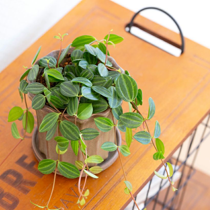ミニ観葉植物（黒鉢）おしゃれ樹脂POT！店長おすすめ！ e花屋