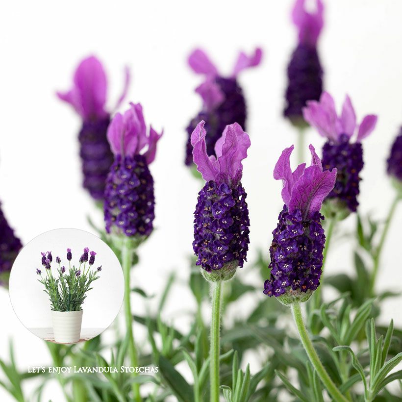 ラベンダーノーブルサマー｜フレンチ系極大輪、花数多い品種