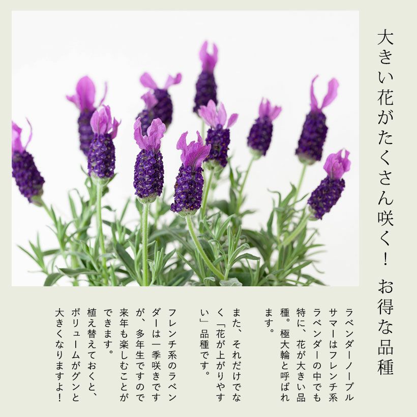 000000006684-02.jpg?size=l&w=