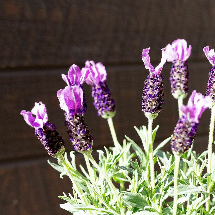 000000006684-04.jpg?size=l&w=