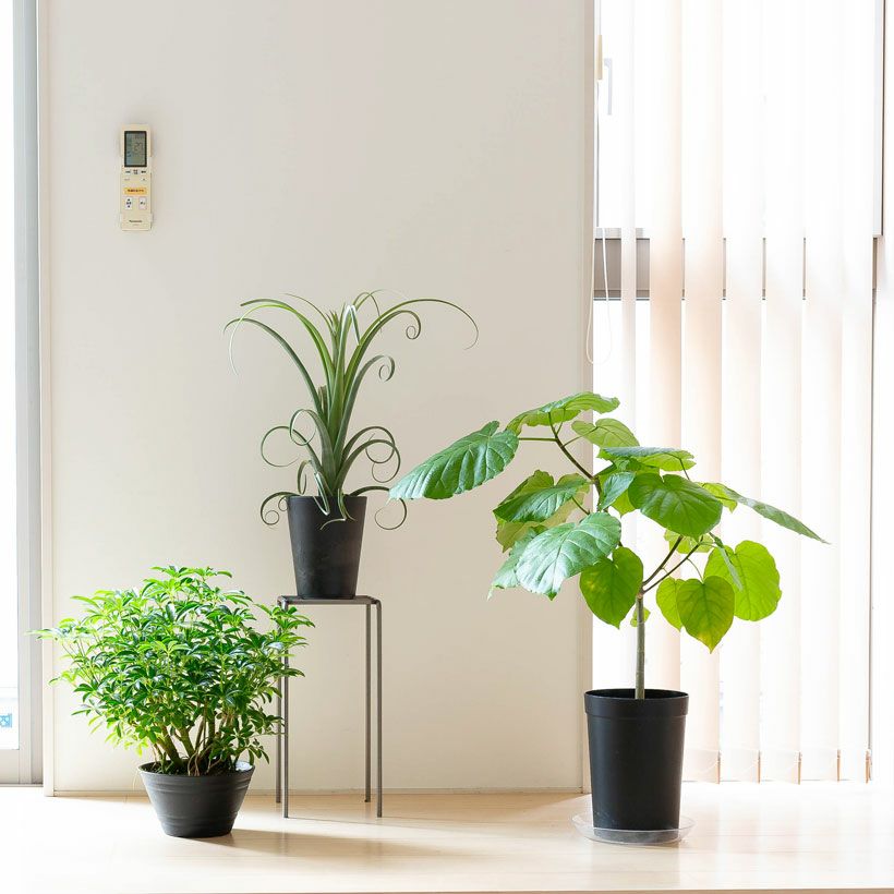 観葉植物の「木」｜森に生えてそうなシェフレラ。気根が凄い！