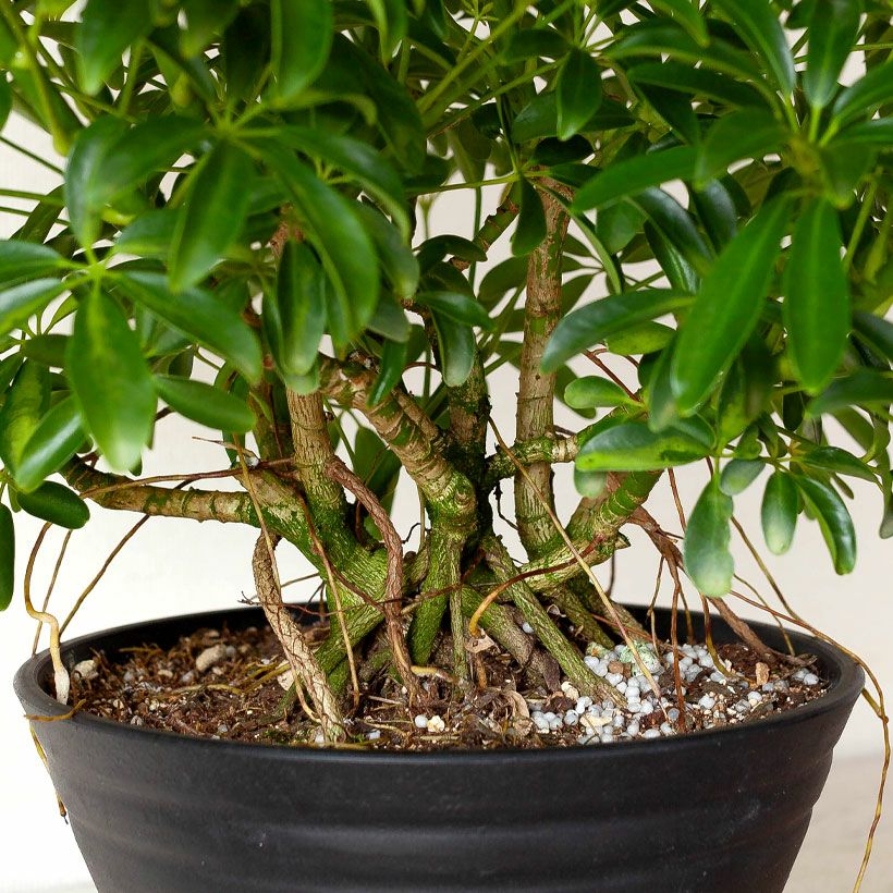 観葉植物の「木」｜森に生えてそうなシェフレラ。気根が凄い！