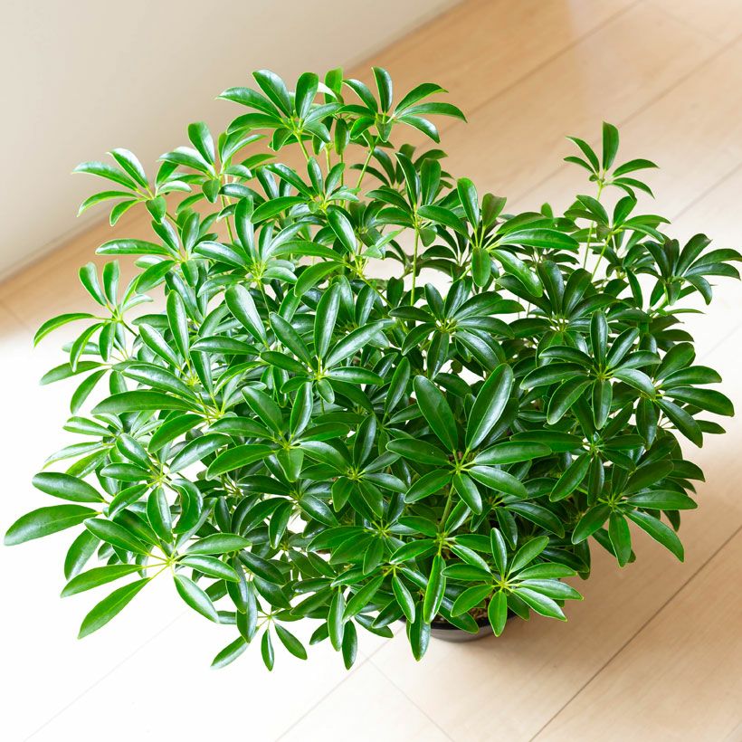 観葉植物の「木」｜森に生えてそうなシェフレラ。気根が凄い！