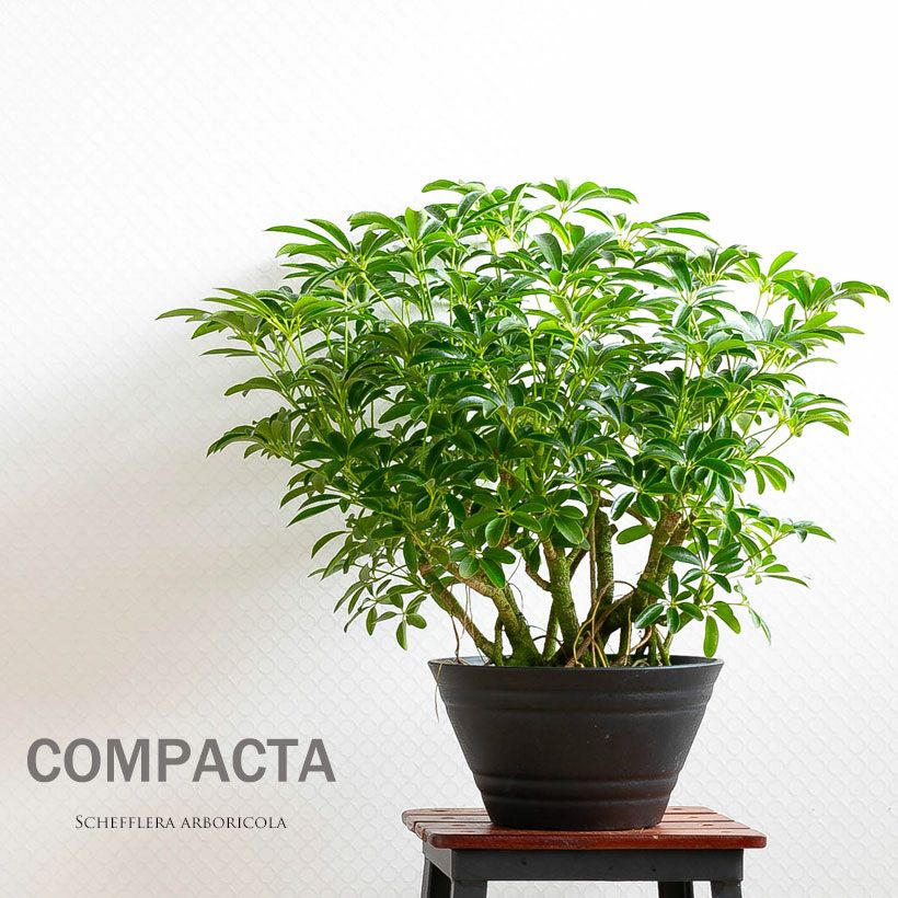 観葉植物の「木」｜森に生えてそうなシェフレラ。気根が凄い！