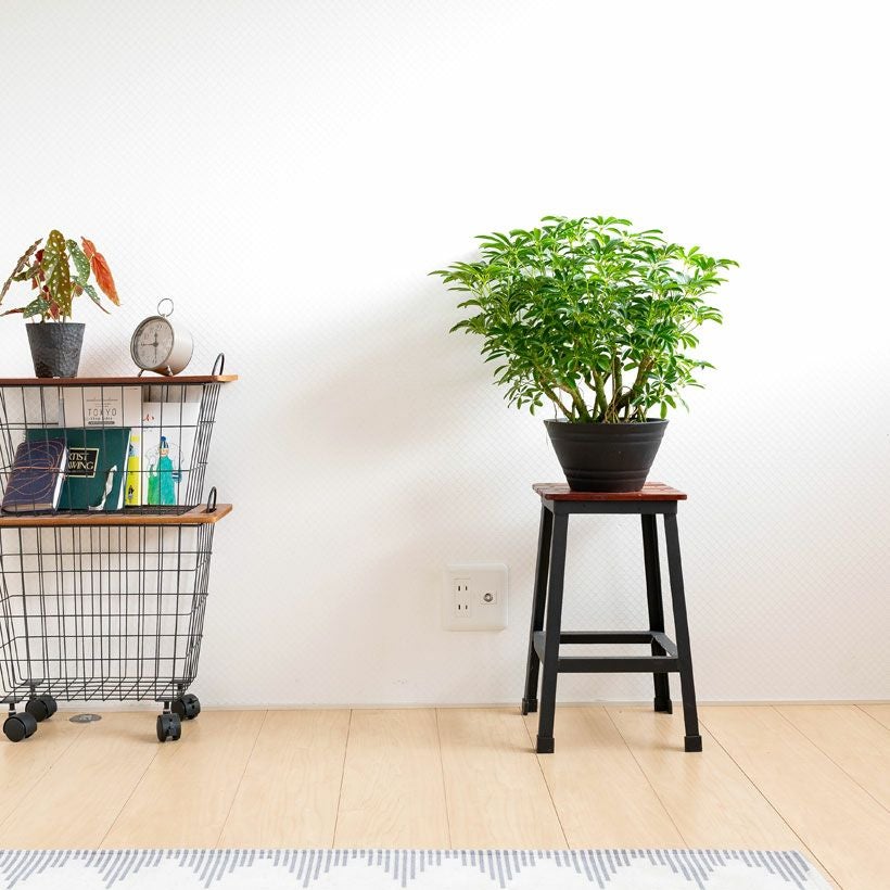 観葉植物の「木」｜森に生えてそうなシェフレラ。気根が凄い！