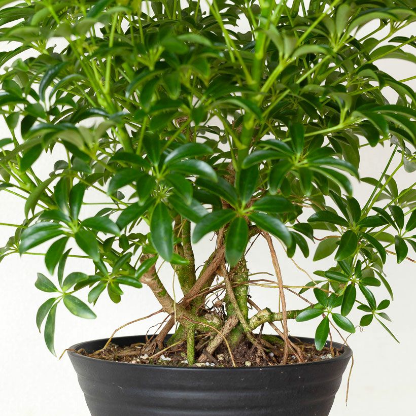 観葉植物の「木」｜森に生えてそうなシェフレラ。気根が凄い！