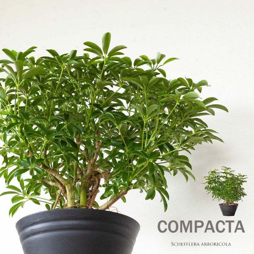 観葉植物の「木」｜森に生えてそうなシェフレラ。気根が凄い！