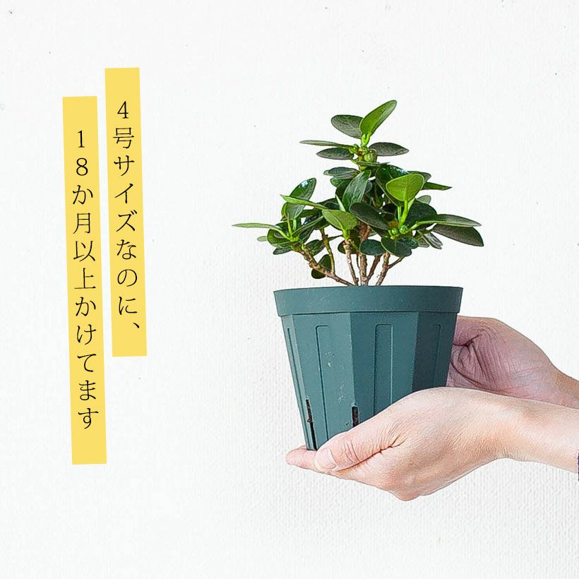 000000006748-01.jpg?size=l&w=