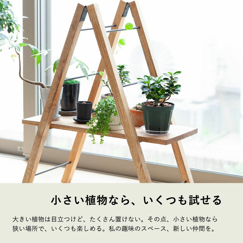 コパンダガジュマル4号鉢｜ガジュマルの葉が小さく丸い矮性種