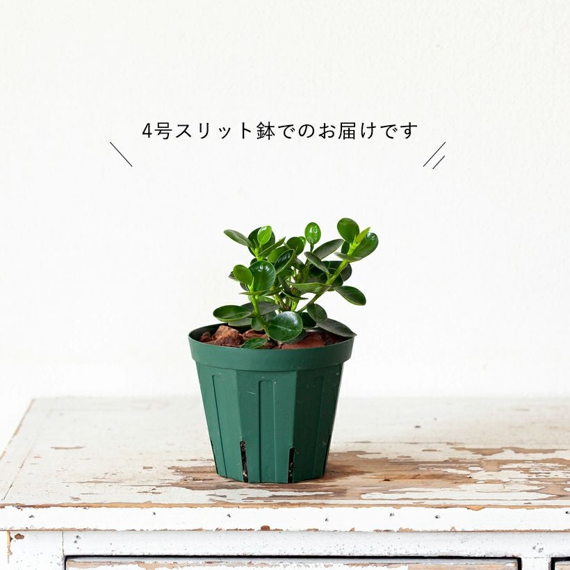 コパンダガジュマル4号鉢｜ガジュマルの葉が小さく丸い矮性種