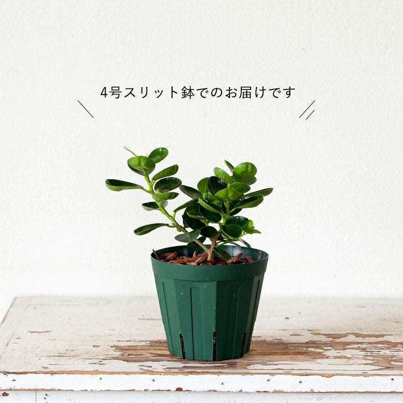 コパンダガジュマル4号鉢｜ガジュマルの葉が小さく丸い矮性種
