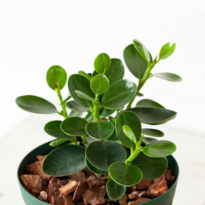 小葉ガジュマル4 コパンダガジュマル4号鉢｜ガジュマルの葉が小さく丸い矮性種