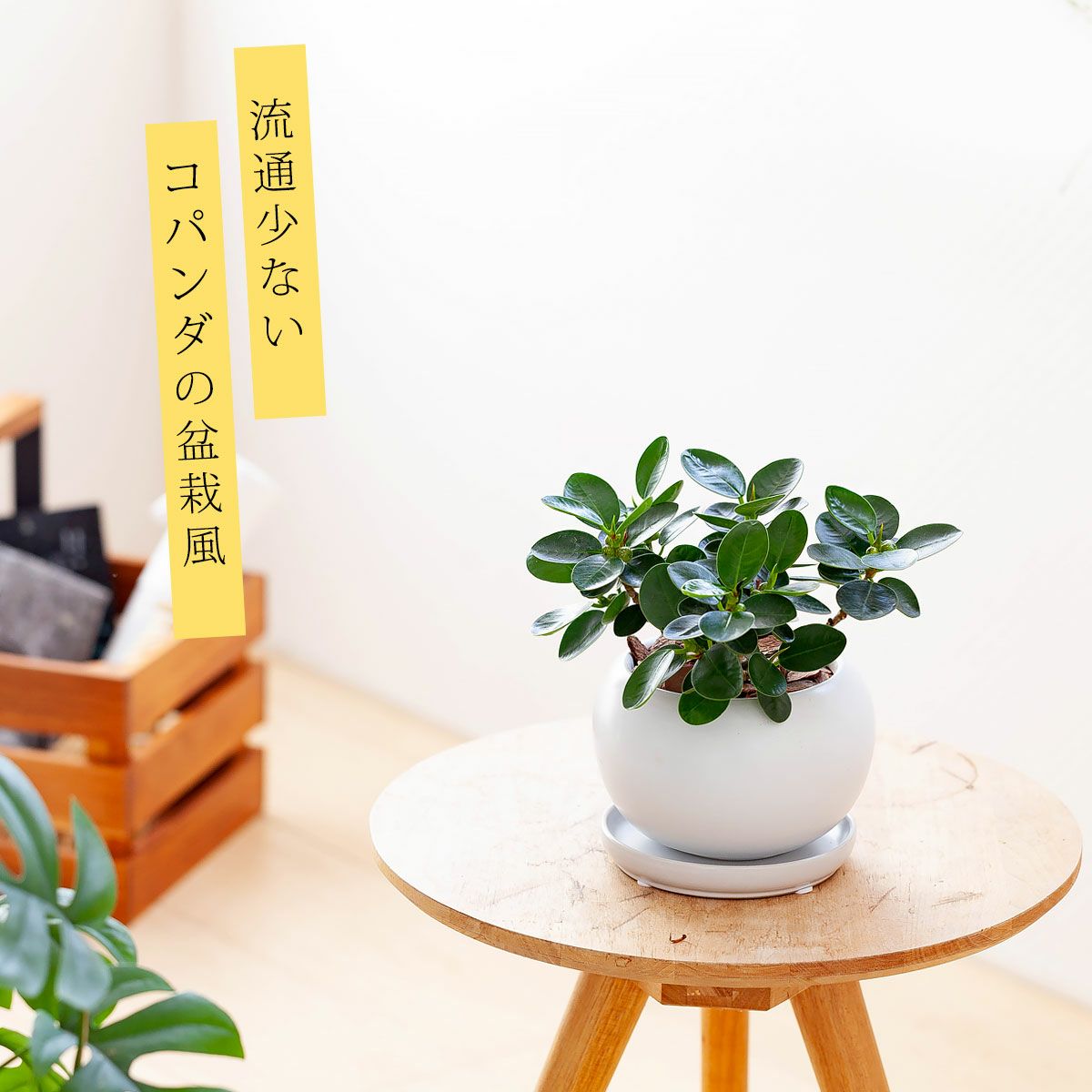 コパンダガジュマル｜違いはドワーフ（矮性）育て方付き