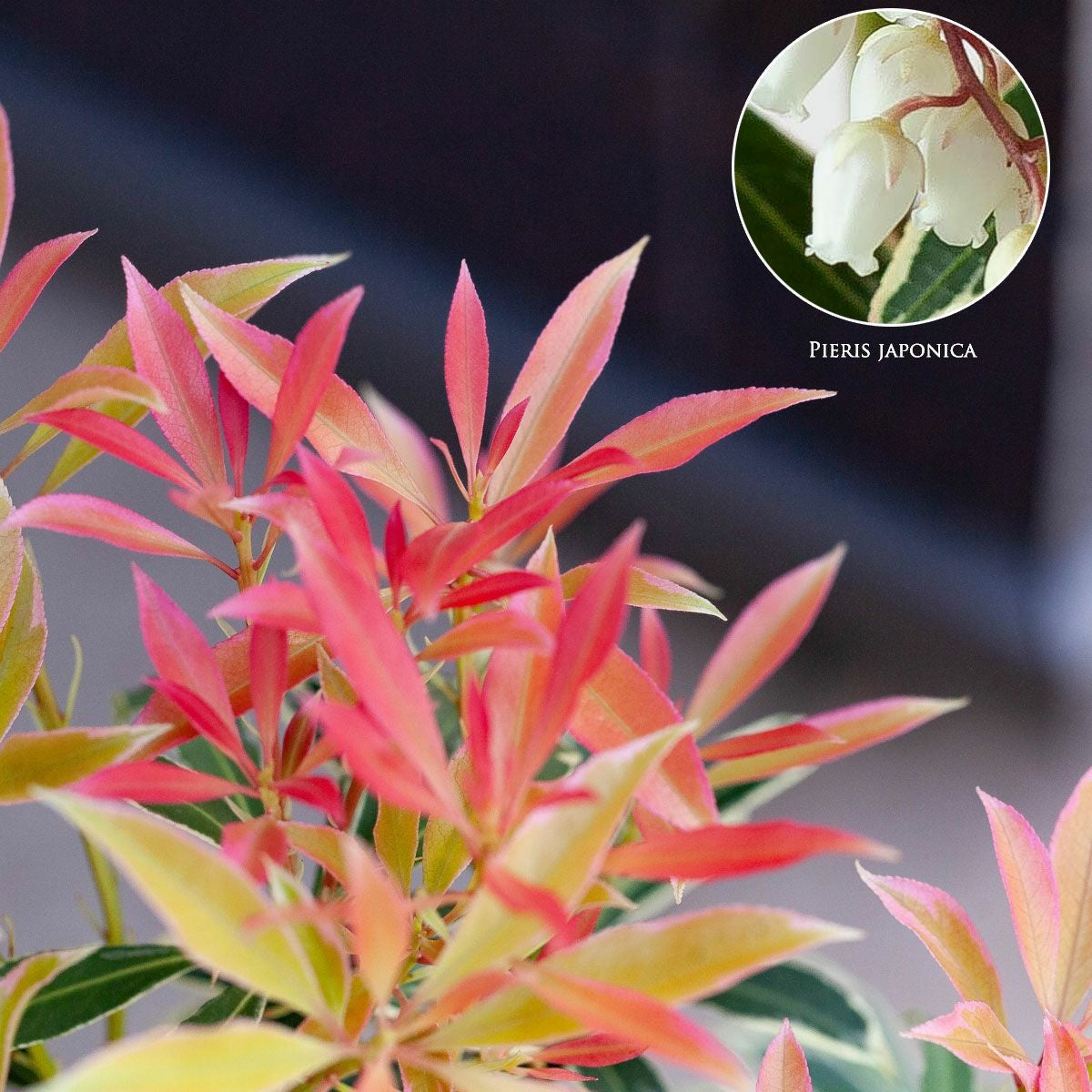 斑入りアセビ「フレーミングシルバー」珍しい苗木の販売e-花屋