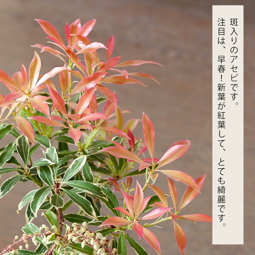 斑入りアセビ「フレーミングシルバー」珍しい苗木の販売e-花屋