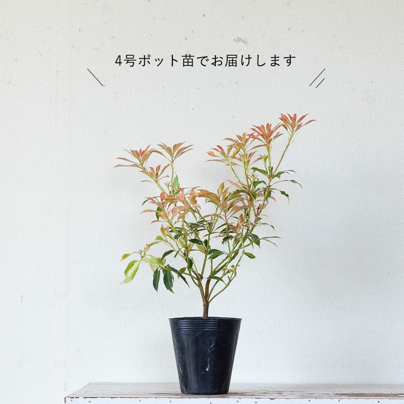 斑入りアセビ「フレーミングシルバー」珍しい苗木の販売e-花屋