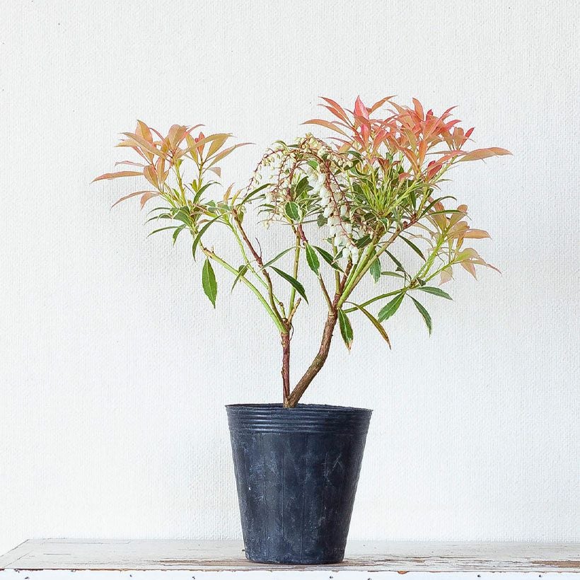 斑入りアセビ「フレーミングシルバー」珍しい苗木の販売e-花屋