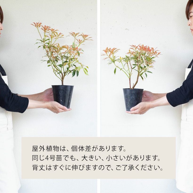 斑入りアセビ「フレーミングシルバー」珍しい苗木の販売e-花屋