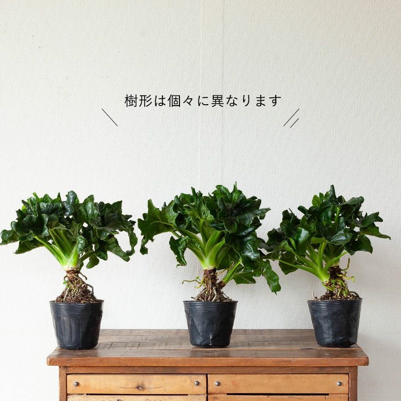 セローム（フィロデンドロン）根上り｜大きくなりすぎない矮性種