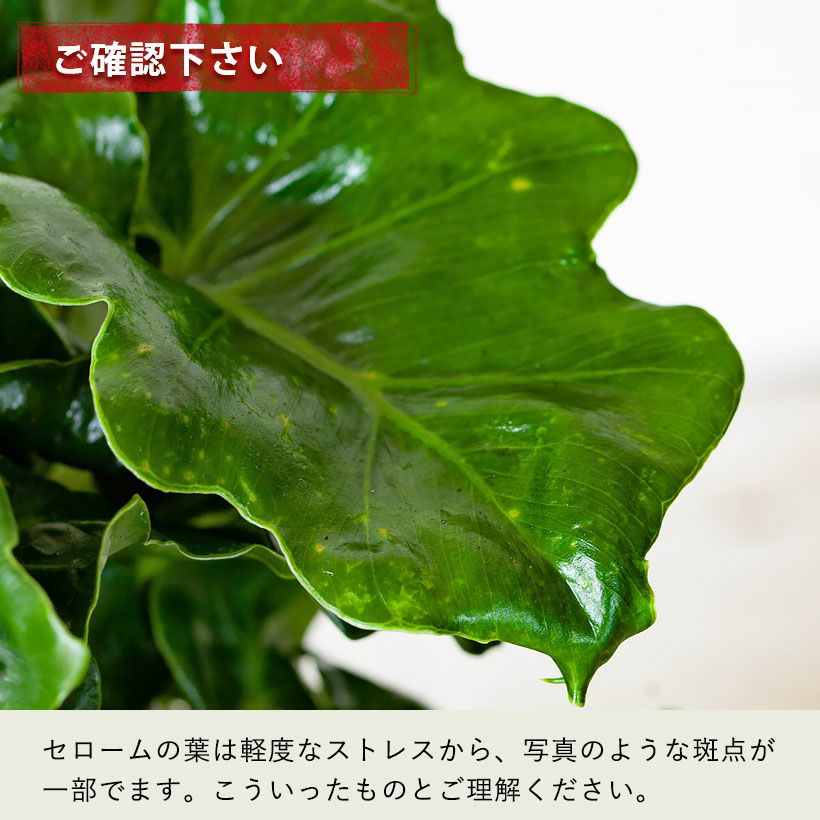 セローム（フィロデンドロン）根上り｜大きくなりすぎない矮性種