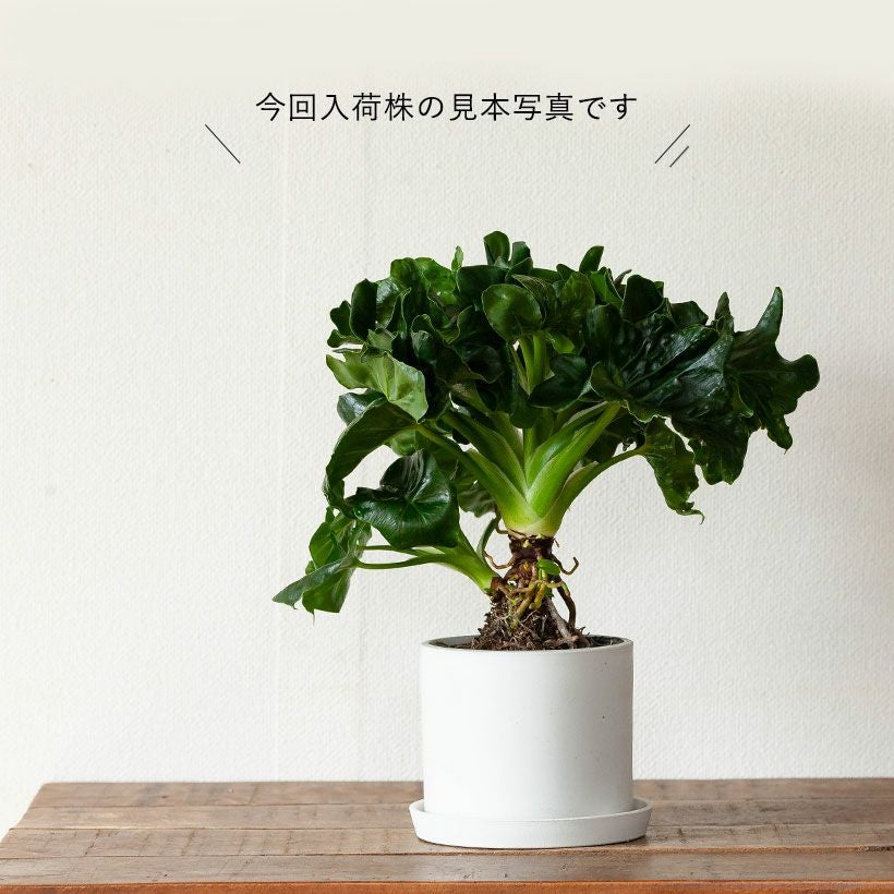 セローム（フィロデンドロン）根上り｜大きくなりすぎない矮性種