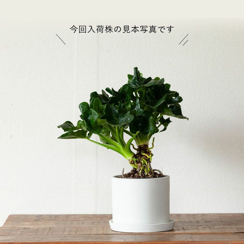 セローム（フィロデンドロン）根上り｜大きくなりすぎない矮性種