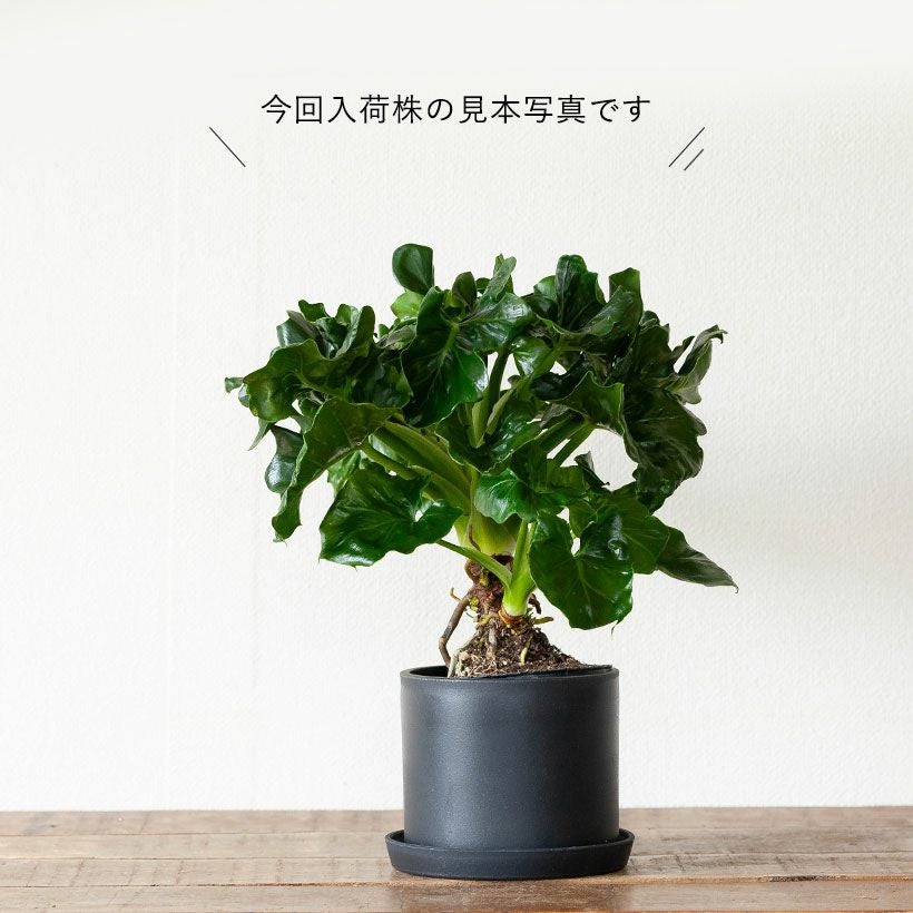 セローム（フィロデンドロン）根上り｜大きくなりすぎない矮性種