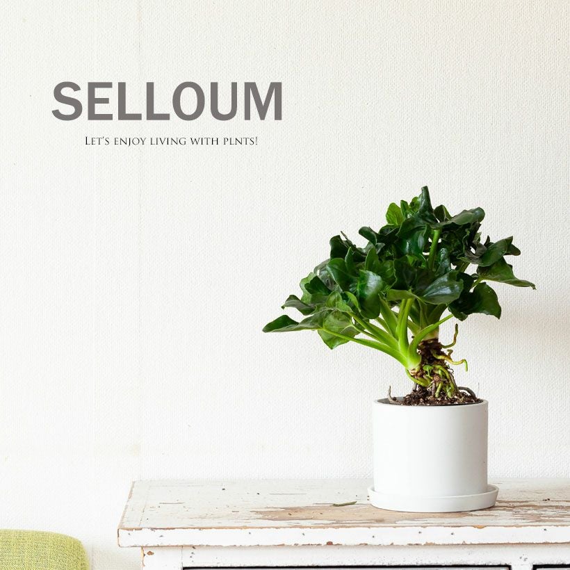 セローム（フィロデンドロン）根上り｜大きくなりすぎない矮性種