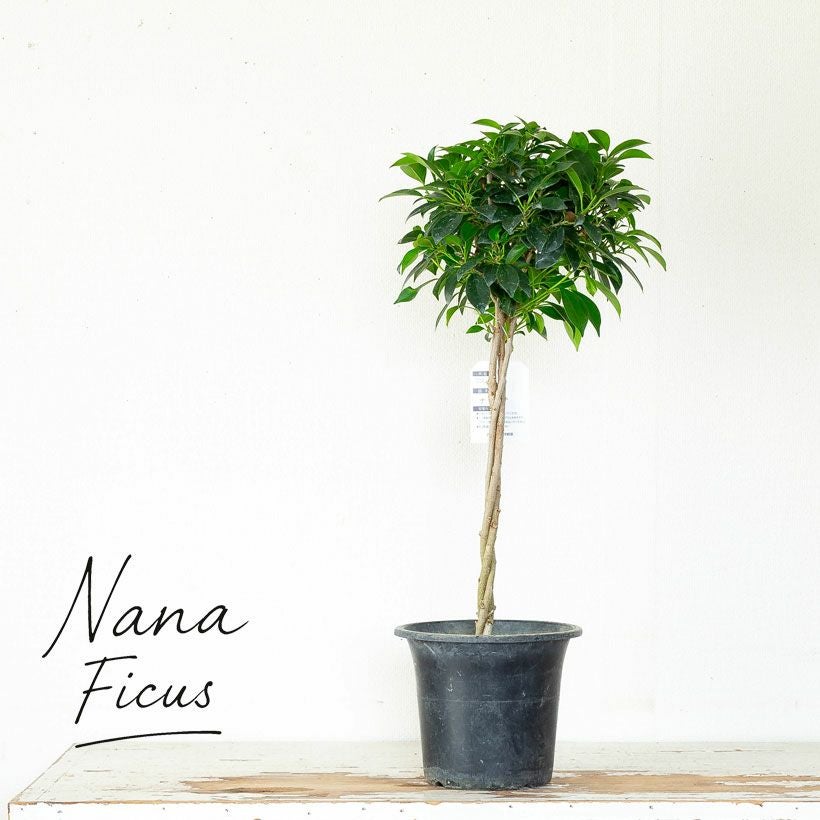 観葉植物の編み込みスタンド仕立て「フィカス・ナナ」e-花屋さん