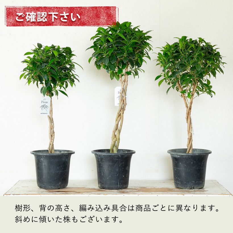 観葉植物の編み込みスタンド仕立て「フィカス・ナナ」e-花屋さん